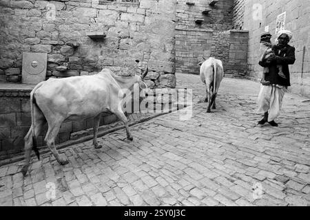 Cows and man walking on cobbled street Jaisalmer Rajasthan India Asia 1984 Stock Photo