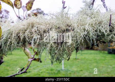 Beard Lichen on fruit tree branches in walled garden, Florencecourt, Co. Fermanagh, Ireland Stock Photo
