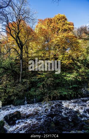 Autumn leaves on trees, Cladagh Glen, Marble Arch Caves, Co. Fermanagh, Ireland Stock Photo