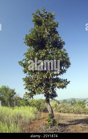 Baheda tree at lanja ratnagiri Maharashtra India Asia Stock Photo - Alamy