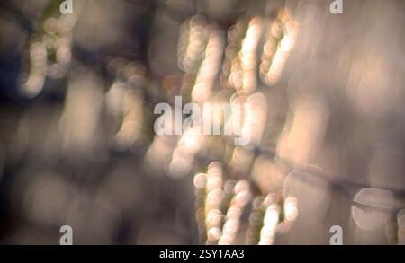 Defocused natural bokeh background with copy space. Defocused abstract background with bokeh lights in beige, brown and black colour. Stock Photo