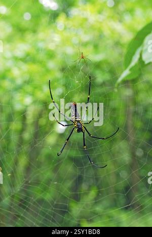 Large wild giant wood spider on its web macro Stock Photo - Alamy