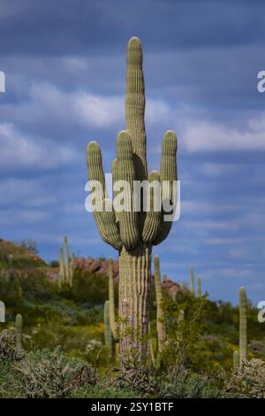 Iconic Saguaro Cactus Shines at Picacho Peak Park Near Phoenix, Arizona ...