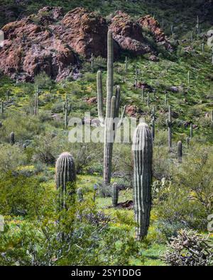 Iconic Saguaro Cactus Shines at Picacho Peak Park Near Phoenix, Arizona ...