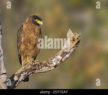 Crested serpent eagle, naagarhole national park, karnataka, india, asia ...