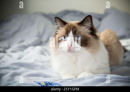 cat lying on bed and resting, breed Ragdoll. Stock Photo