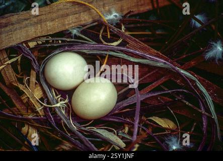 Pigeons eggs in nest, India, Asia Stock Photo