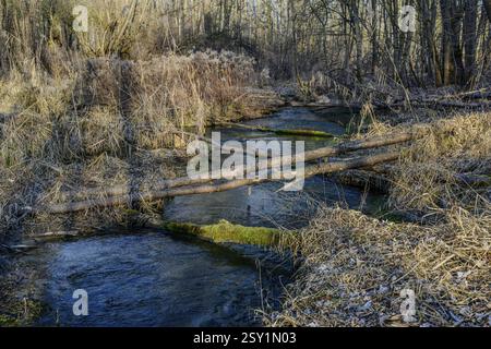 A small stream flows through a wintry forest with fallen trees, renaturalised Isar, Landau an der Isar Stock Photo