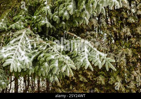 Close-up of pine and cedar branches covered in ice from freezing rain in a backyard. Stock Photo