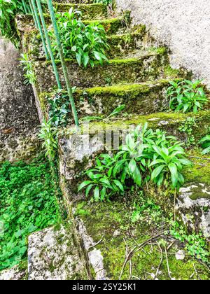Stone steps outside village cottage heavily overgrown with moss, plants and weeds - Le Petit-Pressigny, Indre-et-Loire (37), France. Stock Photo