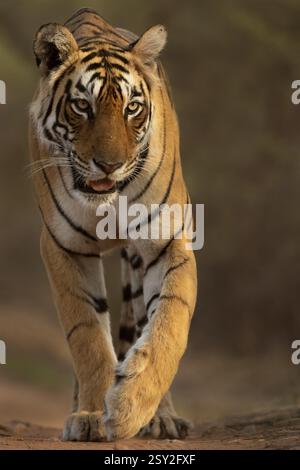 Tiger walking towards the camera on a forest track in Ranthambhore national park, India, Asia Stock Photo