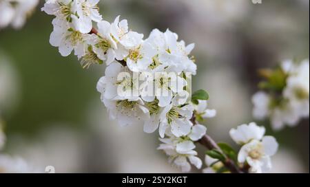 plum branch full of flowers, delicate white flowers in spring. branch of a fruit tree in blossom. Tenerife Stock Photo