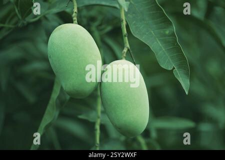 Green mangoes hanging on Mango tree Kolkata India Asia Stock Photo
