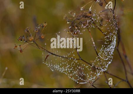 Abstract inspired by a spider web with drops of water after the rain Stock Photo