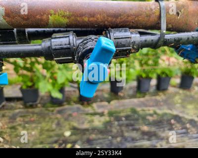 Blue plastic valve on black irrigation pipe attached to rusted metal pipe with moss, set in a greenhouse with potted plants in the background. Stock Photo