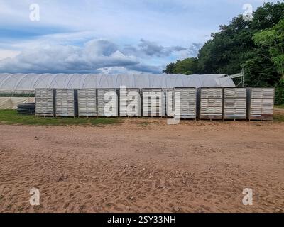 Rows of white crates on dirt ground with tire tracks, large white arched greenhouses in the background, and dense green trees under a cloudy sky. Stock Photo