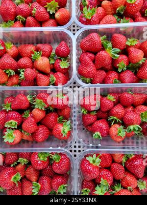 Six plastic containers filled with red strawberries with green tops are arranged in a grid on a perforated surface, showcasing their uniformity and fr Stock Photo