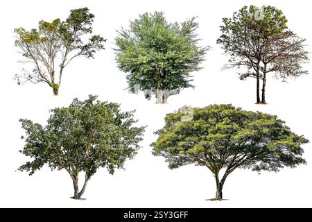 Collection of tree green color isolated on white background Stock Photo