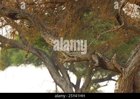 Leopard lying on a large tree branch with its prey in Botswana Stock ...