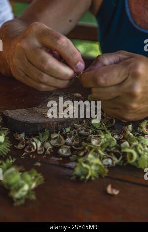 An elderly man cleans hazelnuts at the table High quality photo Stock Photo