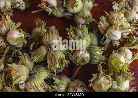 A pile of hazelnuts on a table outside High quality photo Stock Photo