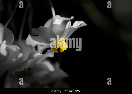 Close-Up of a Vibrant White and Yellow Flower on a Dark Background Stock Photo