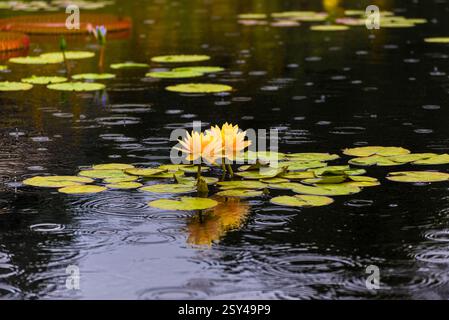 Yellow Water Lilies on Calm Pond Surface with Rippling Raindrops Stock Photo