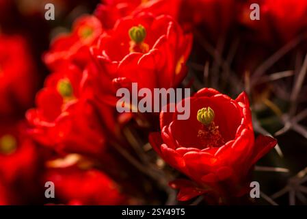 Close-Up of Vibrant Red Flowers in Natural Sunlight Stock Photo