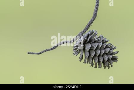Pine Cone in Spring Stock Photo