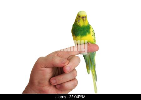 budgie sitting on a finger isolated on a white background Stock Photo