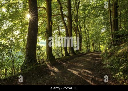 A quiet forest path in the evening light, with star-shaped sunbeams breaking through the leaves of old trees and casting long shadows, Bad Pyrmont, Lo Stock Photo
