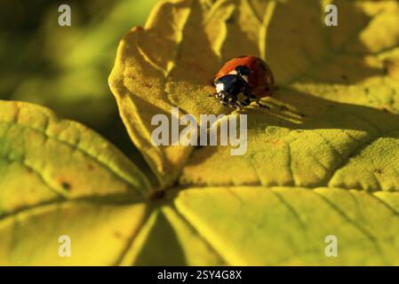 A ladybird crawls on a large, autumnal yellow leaf shining in the sunlight, Teutoburg Forest, North Rhine-Westphalia, Germany, Europe Stock Photo