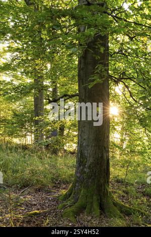 Star-shaped sunbeams shine on a mighty old beech (Fagus) in the forest, with green foliage and moss-covered tree trunk, a signpost for the Weserbergla Stock Photo
