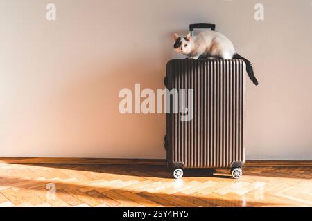 Suitcase for travel and vacation against light wall in room on sunny day with cat. High quality photo Stock Photo