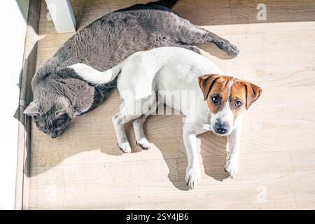 jack russell terrier dog basking in the sun in a room on a parquet floor with a blue burmese cat Stock Photo