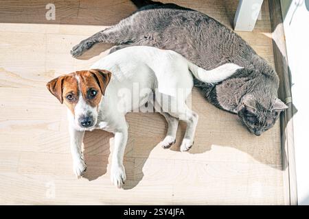 jack russell terrier dog basking in the sun in a room on a parquet floor with a blue burmese cat Stock Photo