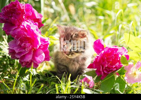 A small kitten sits on the grass with flowers in a summer garden Stock Photo
