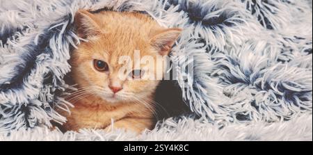 Cute little red kitten peeking out from under the soft warm blue blanket. Horizontal banner Stock Photo