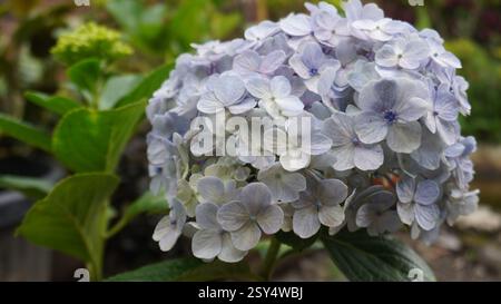 Close up of a Hydrangea Stock Photo