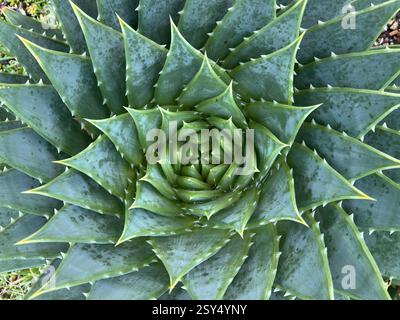 Close up of perfect cactus tropical plant with green pointed spikey leaves in spiral pattern design flat lay above view in greenhouse spike tips Stock Photo