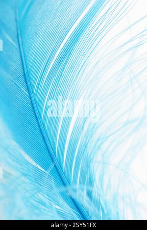 Closeup view of a blue soft feather on a white background. Sweet dreams concept. Stock Photo