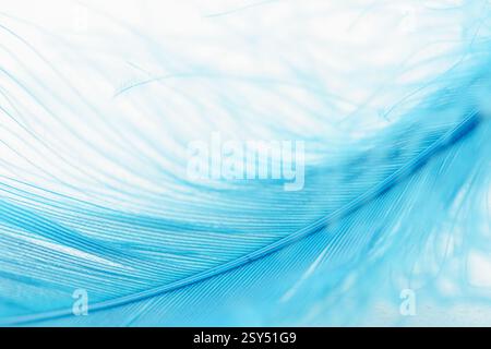 Closeup view of a blue soft feather on a white background. Sweet dreams concept. Stock Photo