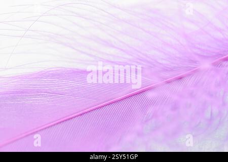 Closeup view of a fuchsia soft feather on a white background. Sweet dreams concept. Stock Photo