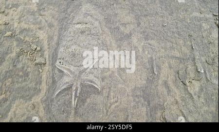 common starfish, common European seastar (Asterias rubens), track of a starfish at low tide on a sandy beach, Netherlands Stock Photo