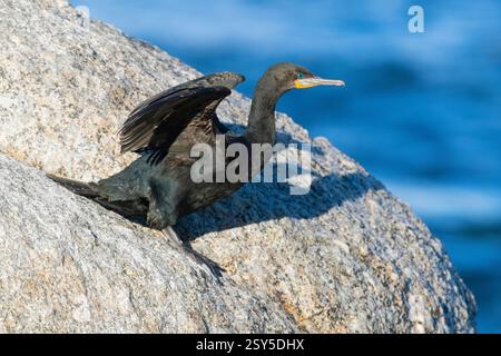 Cape cormorant (Phalacrocorax capensis), sitting on a rock ready to take-off, South Africa, Western Cape Stock Photo