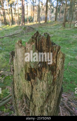 old rotting tree stump in the forest, Germany, North Rhine-Westphalia, Senne Stock Photo