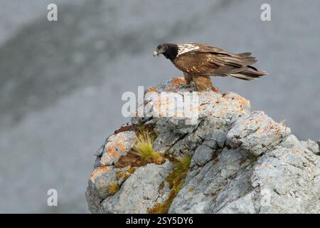 Lammergeier, Bearded Vulture (Gypaetus barbatus), side view of a juvenile perched on a rock, Italy, Trentino-Alto Adige Stock Photo