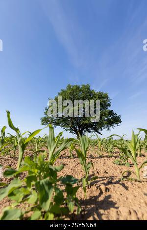 an oak tree in a green cornfield with young sweet corn plants, one oak in an agricultural field with a new crop of edible sweet corn before ripening Stock Photo