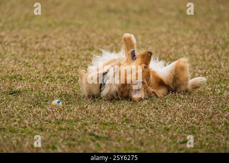 A cute golden retriever happy in the park Stock Photo