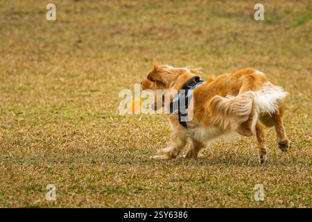 A cute golden retriever trying to catch a rubber toy Stock Photo